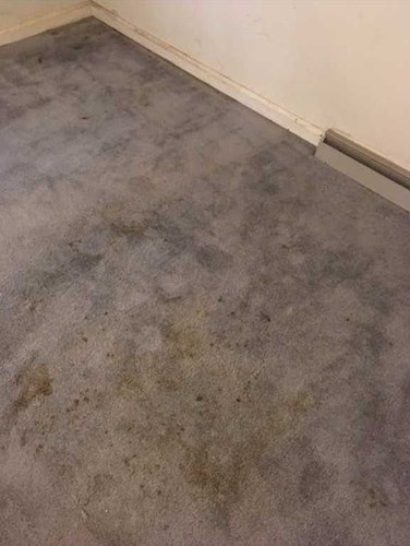 dirty carpet cleaning in Tipton IN